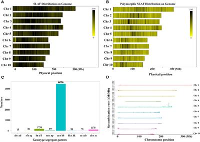 A SLAF-based high-density genetic map construction and genetic architecture of thermotolerant traits in maize (Zea mays L.)